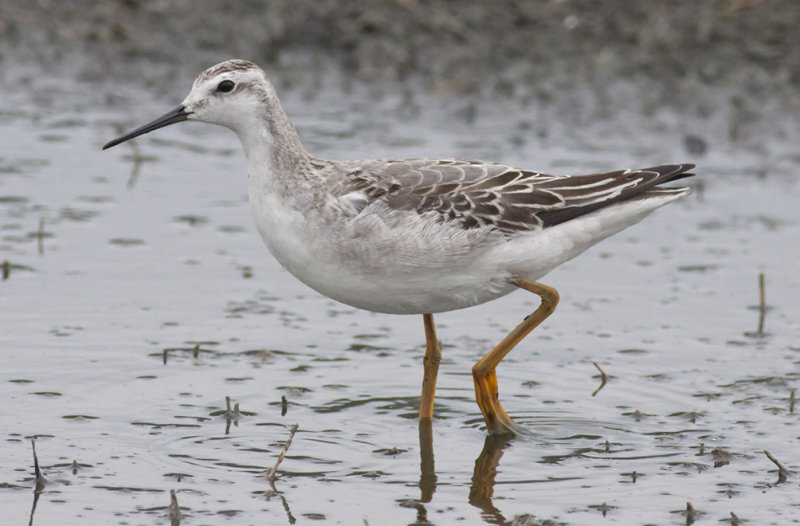 Wilsons Phalarope