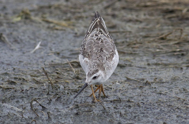 Wilsons Phalarope