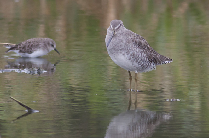 Long-billed Dowitcher & Least Sandpiper