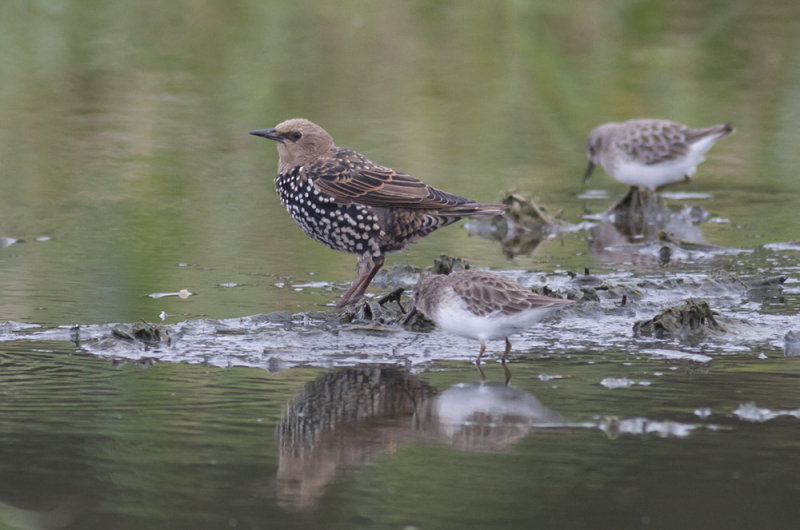 European Starling & Least Sandpipers