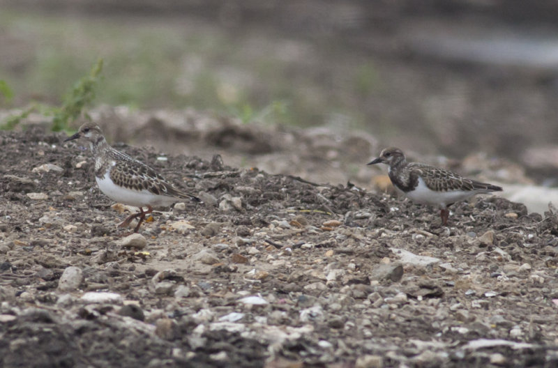 Ruddy Turnstones