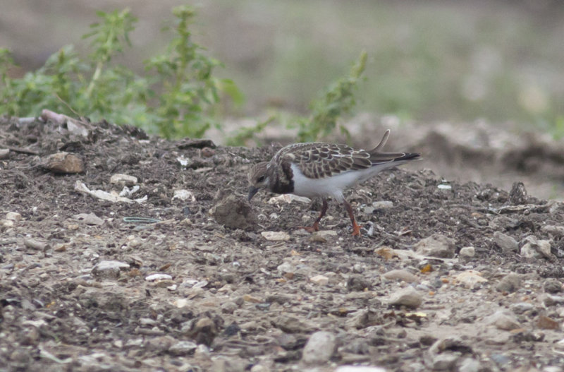 Ruddy Turnstone