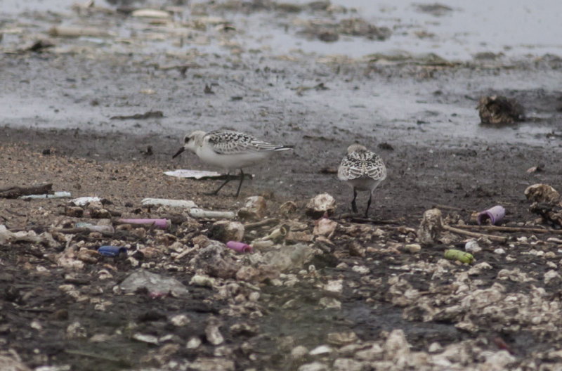 Sanderlings