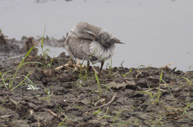 Red Knot