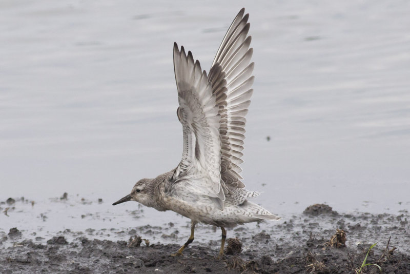 Red Knot