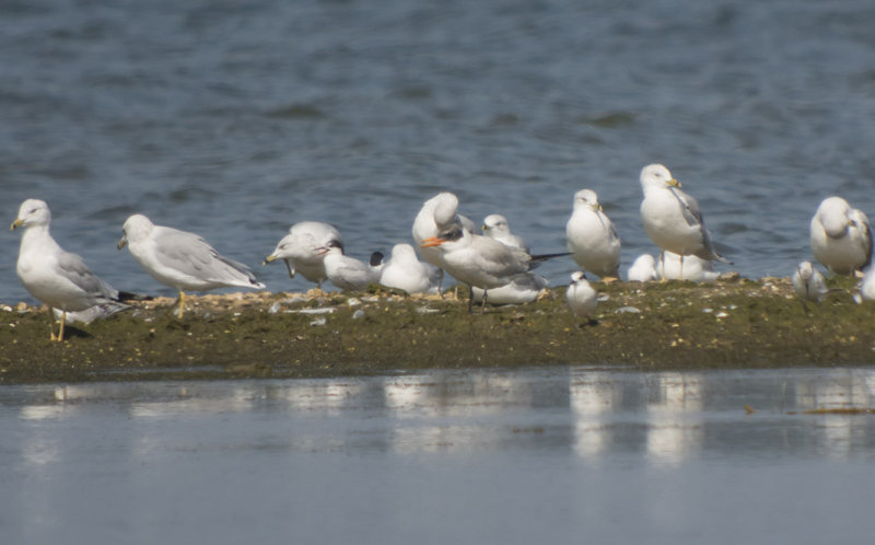 Common, Forsters, Caspian Terns & Ring-billed Gulls