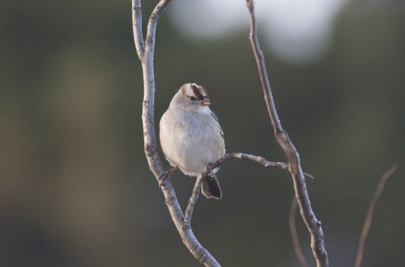 White-crowned Sparrow