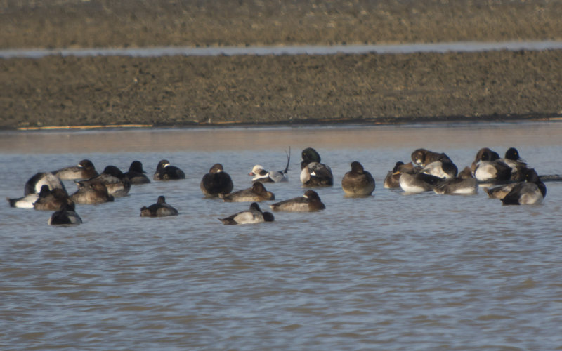 Long-tailed Duck