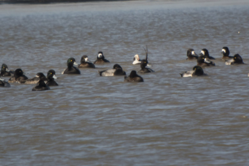 Long-tailed Duck