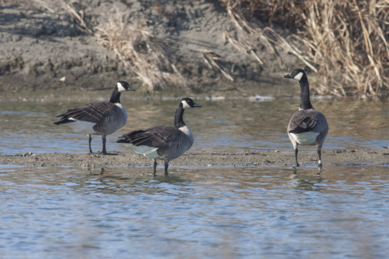 Canada Geese