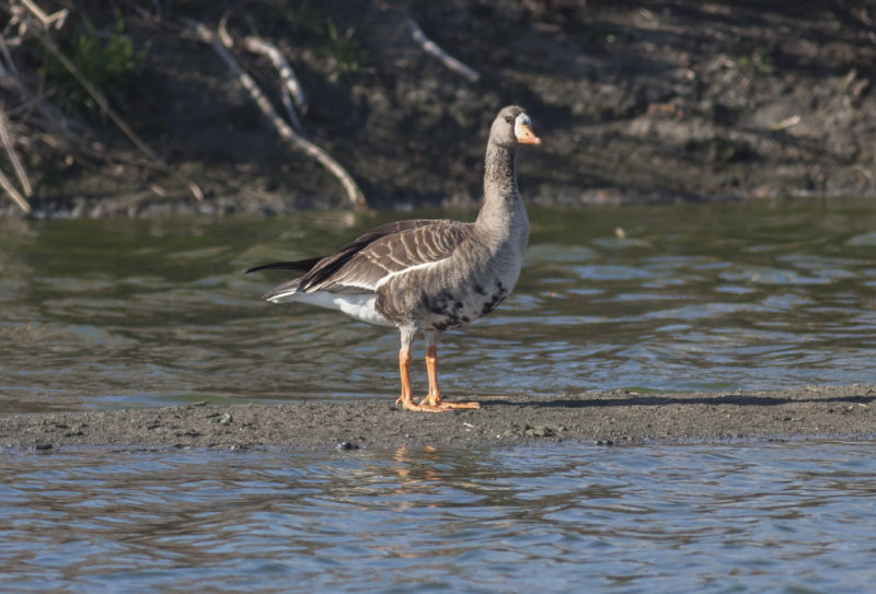 Greater White-fronted Goose 