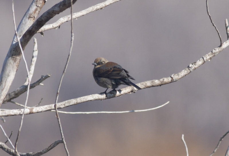 Rusty Blackbird