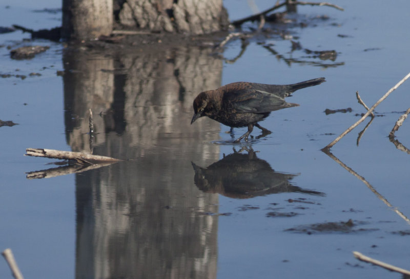 Rusty Blackbird