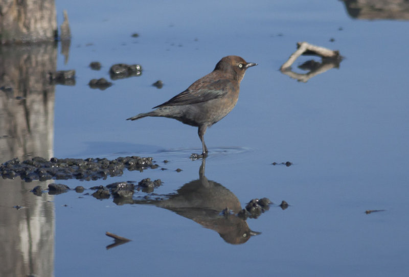 Rusty Blackbird