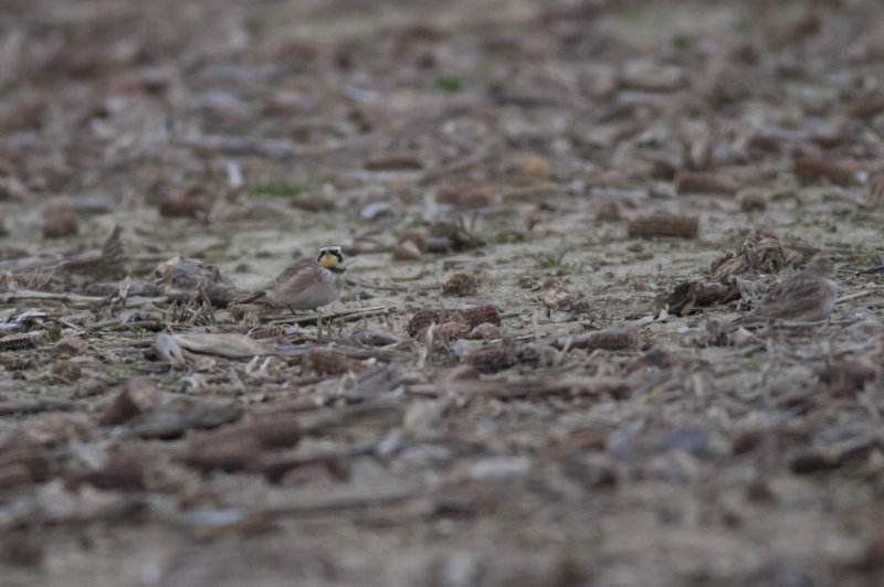 Horned Larks