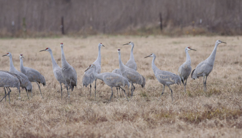 Sandhill Cranes