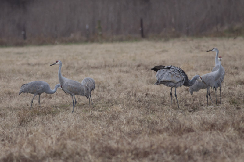 Sandhill Cranes