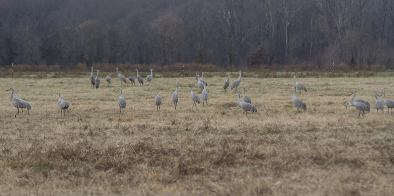 Sandhill Cranes