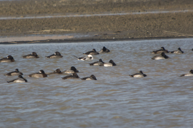 Sleeping Scaup