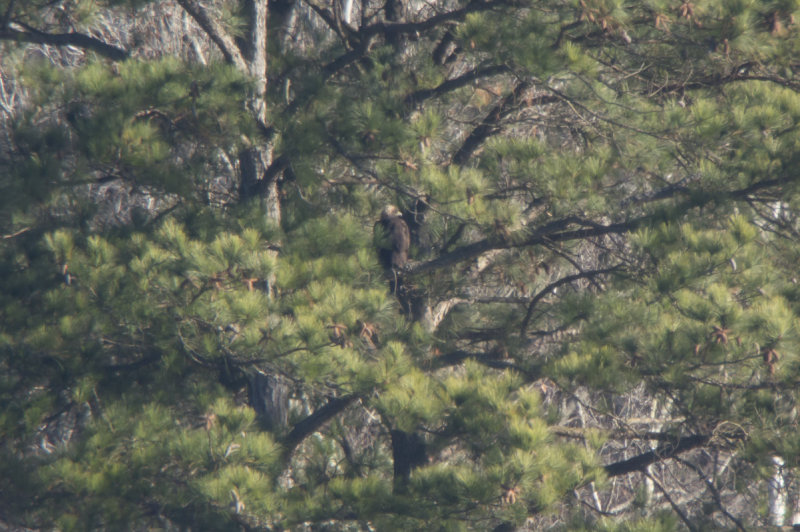 Golden Eagle