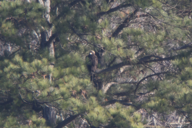 Golden Eagle