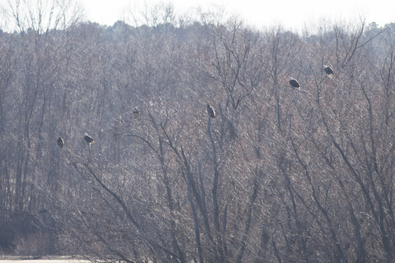 Bald Eagles