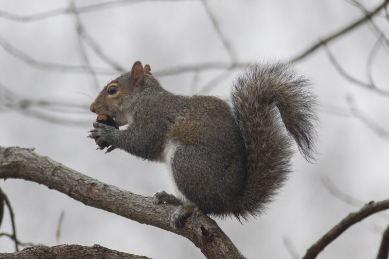 Gray Squirrel