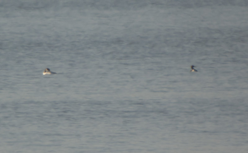 Red-necked Grebes