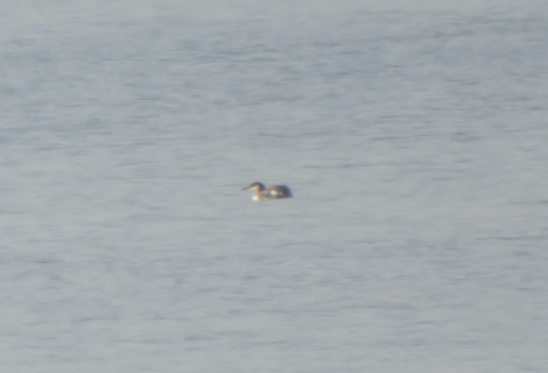 Red-necked Grebe