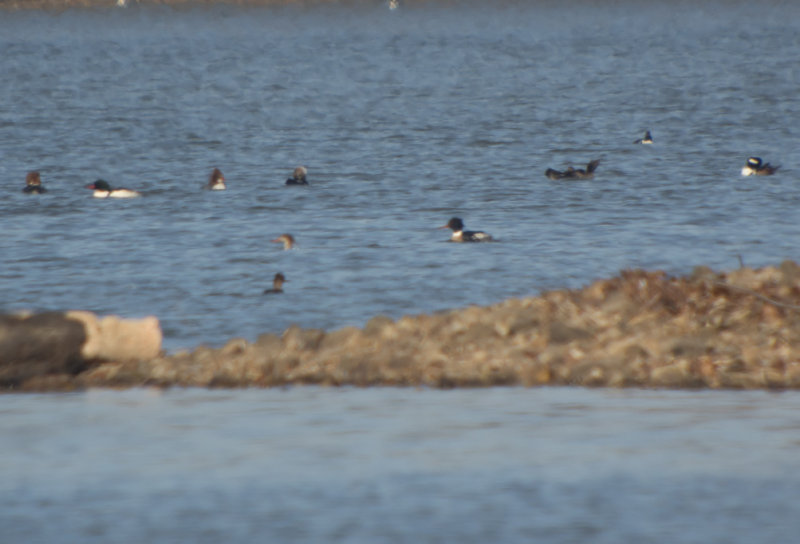 Common Mergansers (all 3 TN Mergansers)