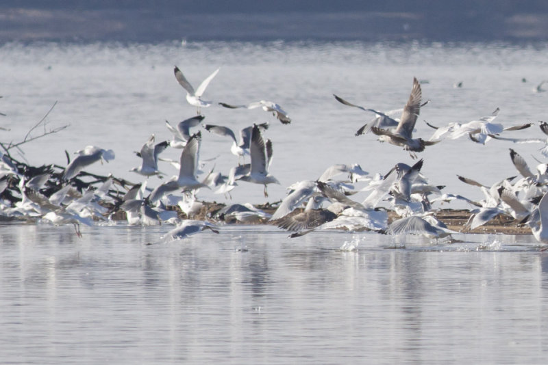 Lesser Black-backed Gulls