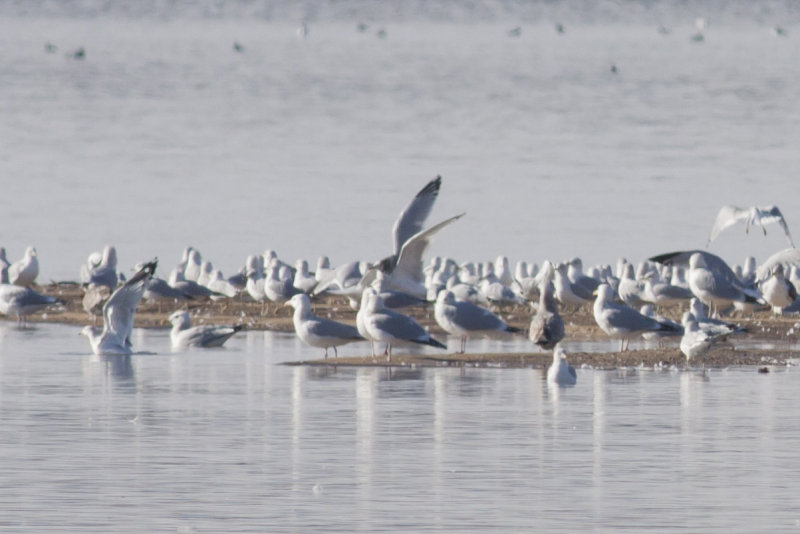 (possible) Thayers Gull