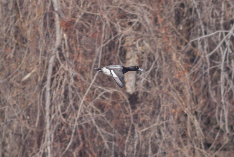 Lesser Scaup