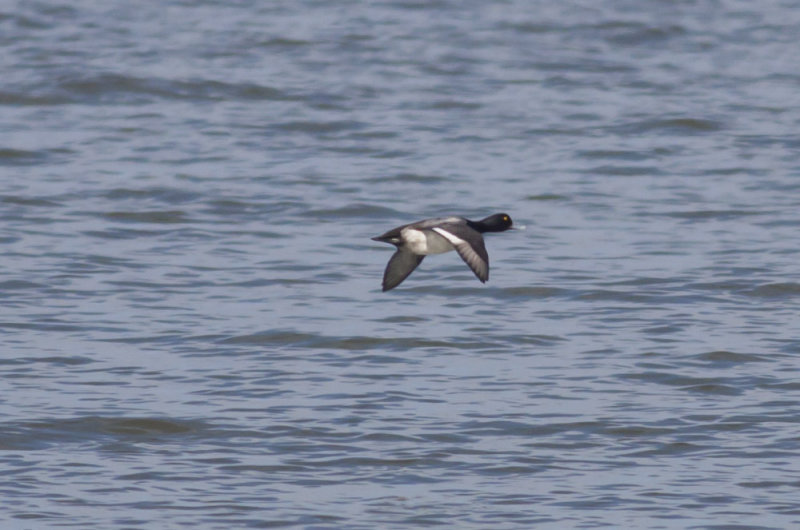 Lesser Scaup