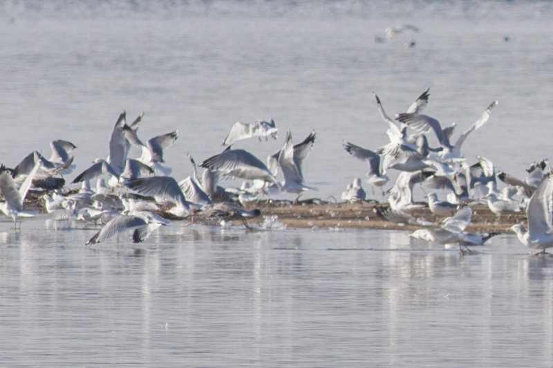 (possible) Thayers Gull