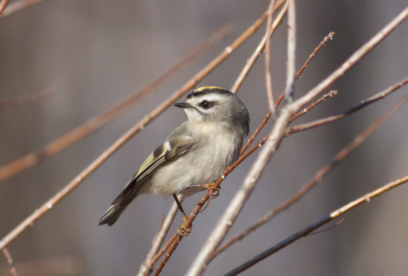 Golden-crowned Kinglet