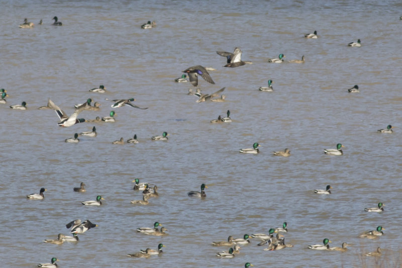 American Black ducks & Mallards