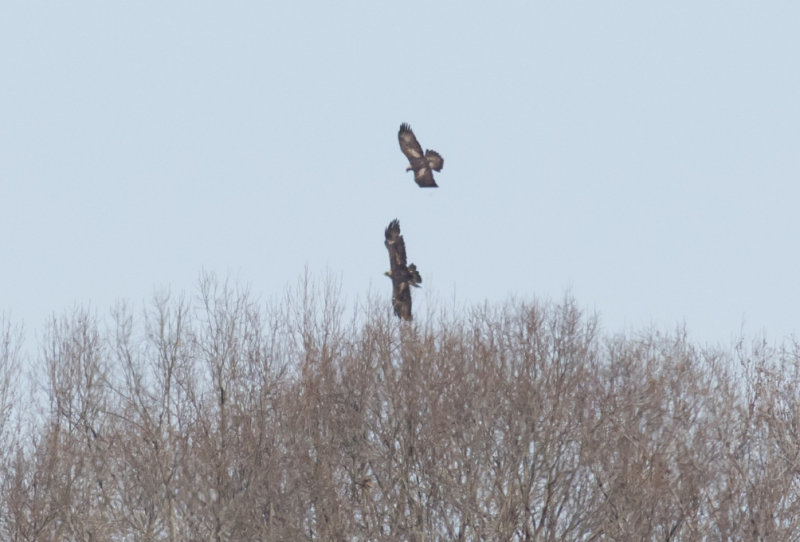 Golden Eagles