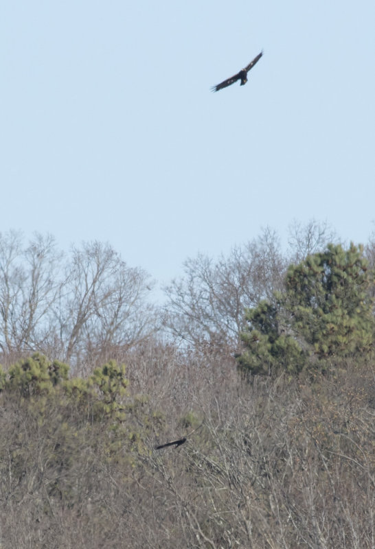 Golden Eagles