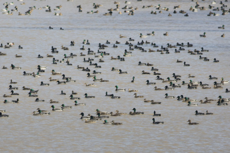 Mallards