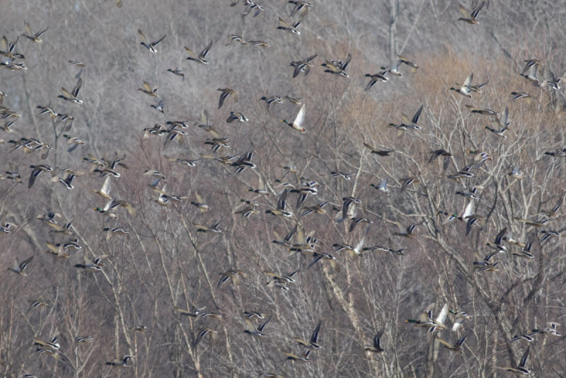 Mallards