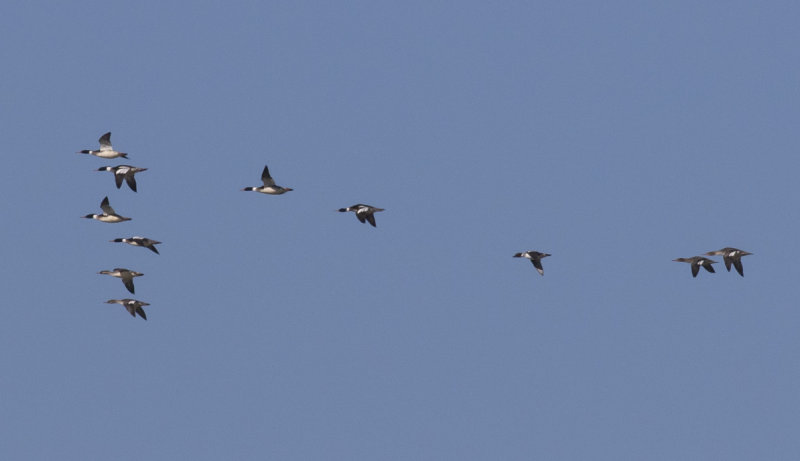 Red-breasted Mergansers & Common Goldeneye