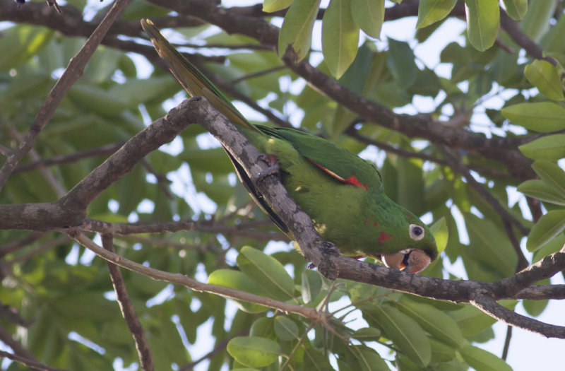 White-eyed Parakeet