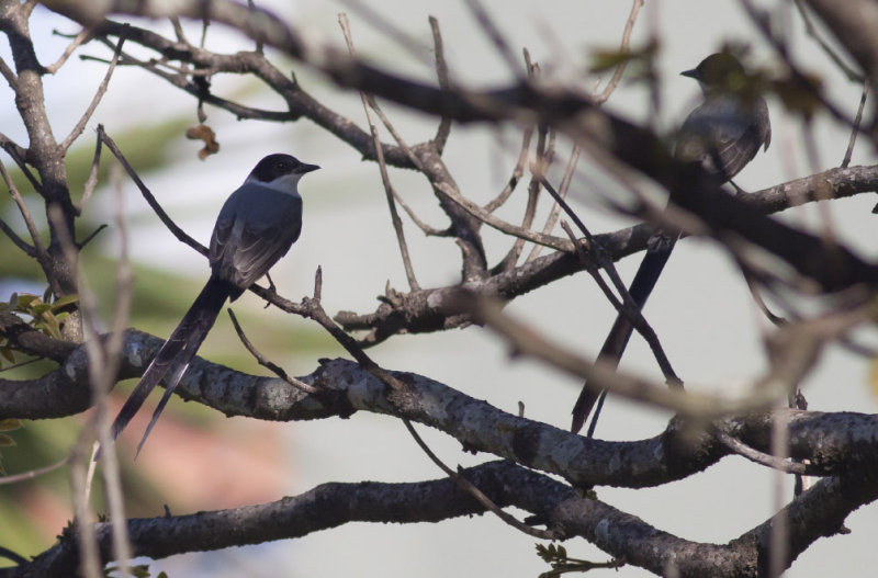 Fork-tailed Flycatchers