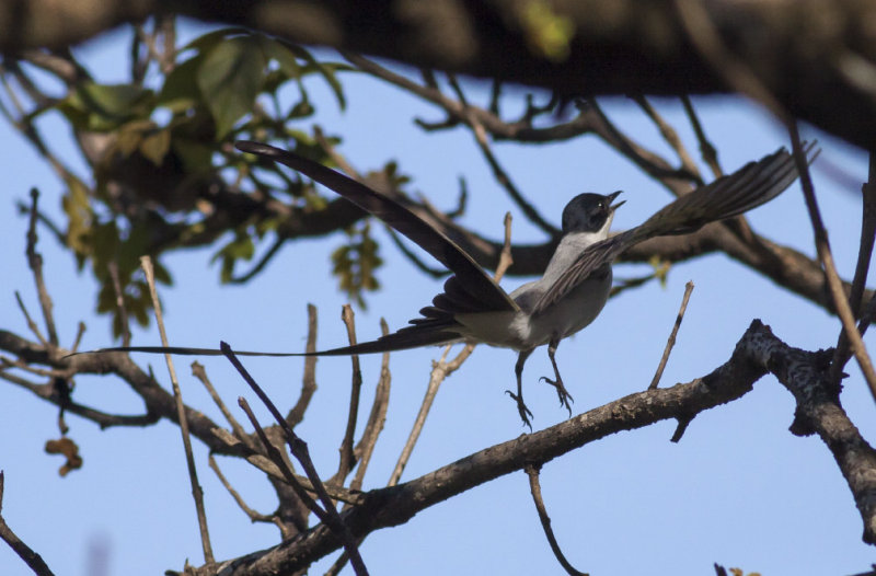 Fork-tailed Flycatcher