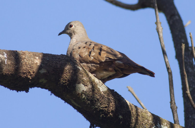 Ruddy Ground Dove