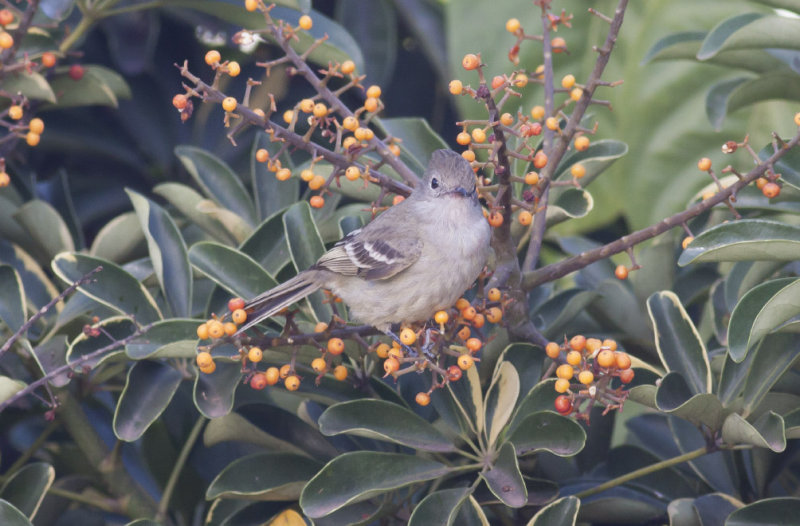 Southern Beardless Tyrannulet