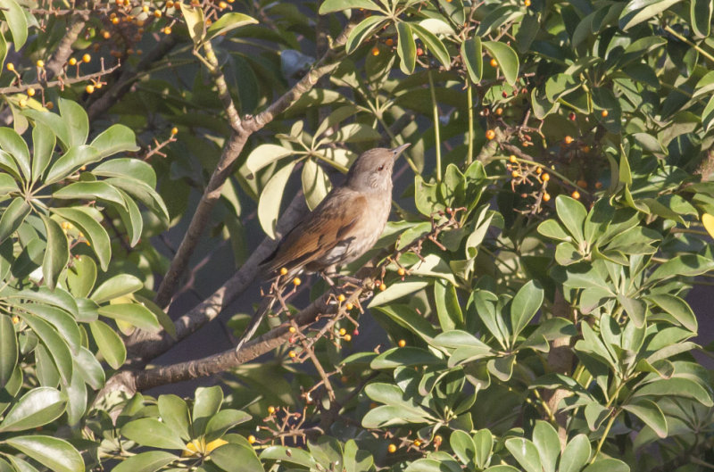 Pale-breasted Thrush