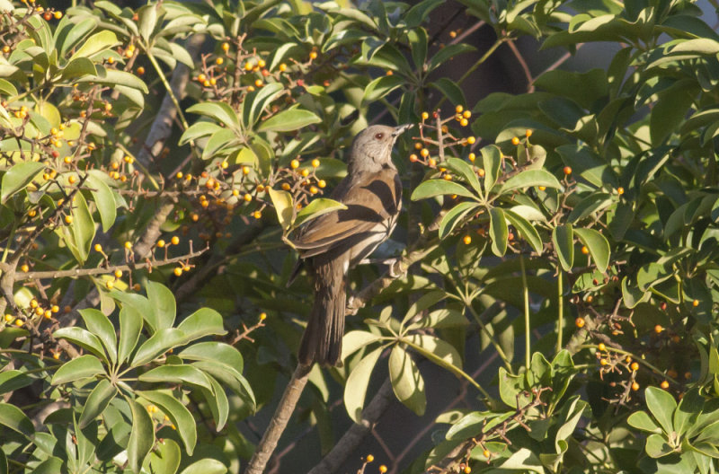 Pale-breasted Thrush