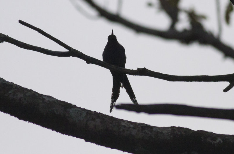 Swallow-tailed Hummingbird